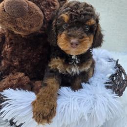 Aussiedoodle Puppies from The Cuddly Dood Ranch