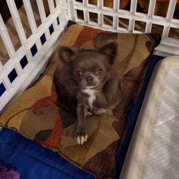 Fergie - Chihuahua