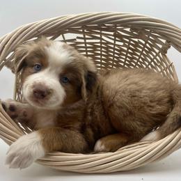 Milo (Natural Tail) - Red merle male Miniature Australian Shepherd puppy in Liberty, South Carolina from Alexander Canines