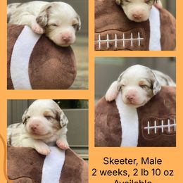 Skeeter - Red merle male Australian Shepherd puppy in Marshall, Virginia from Greywood Farm Aussies