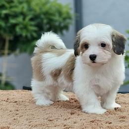 Cavachon, Cavalier King Charles Spaniel, Cavapoo, and Havanese Puppies from Peaks Pups & Cavachon Love Chocolate Cavaliers, Cavaliers, Cavachon’s, Cavapoos & Havanese