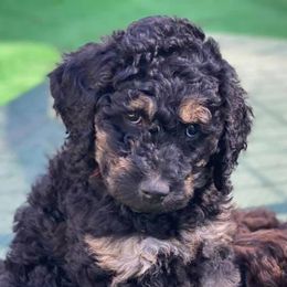 Goldendoodles from Doodlealltheway