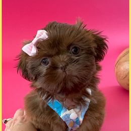 Daphne - Liver female Shih Tzu puppy in Goodyear, Arizona from Arizona Sunrise Shih Tzus