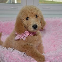 Bernedoodle and Goldendoodle Puppies from Above and Beyond Standards
