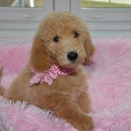 Bernedoodle and Goldendoodle Puppies from Above and Beyond Standards