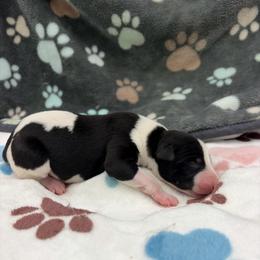 Samson - White and black male Whippet puppy in West Plains, Missouri from Sycamore Ridge Puppies