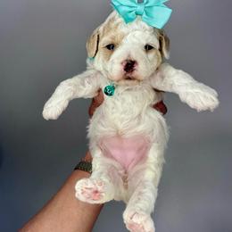 Teal girl - Parti female Goldendoodle puppy in Hot Springs, Arkansas from Hot Springs Kennels