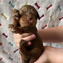 Australian Labradoodle and Double Doodle Puppies from Little Kingdom Doodles