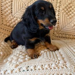 Spring Brook Son of Jolene SL - Black and tan male Dachshund puppy in New Ross, Indiana from Spring Brook Farms, LLC