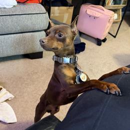 Tommie - Miniature Pinscher