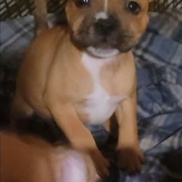 Girl 4 - Red female Staffordshire Bull Terrier puppy in San Antonio, Texas from Lone Star Staffs