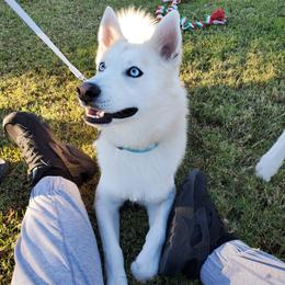 Zen - Pomsky