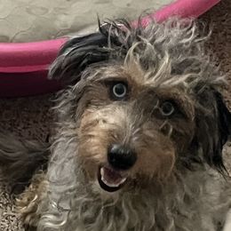 Basha - Double Doodle