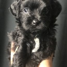 Maltese, Maltipoo, and Poodle Puppies from Healing Pawz LLC