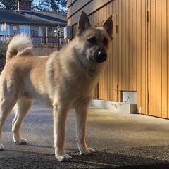 Ruckus - Norwegian Buhund