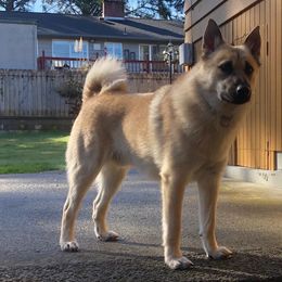 Ruckus - Norwegian Buhund