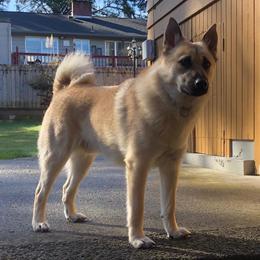 Ruckus - Norwegian Buhund