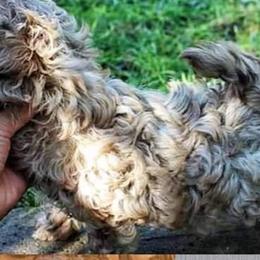 Russian Tsvetnaya Bolonka and Shih Tzu Puppies from Pink Lotus Kennels