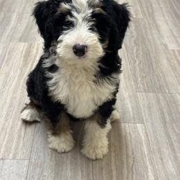 Bernedoodle Puppies from Katelyn Aubin