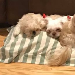 Shih Tzus from Tracey’s Precious Shih-Tzus