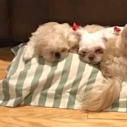 Shih Tzus from Tracey’s Precious Shih-Tzus
