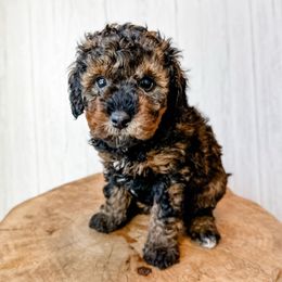 Dublin - Sable female Assorted Doodle Crosses puppy in Arlington, Washington from Doodle Love Laugh