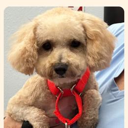 Cavapoo All Grown Up from Carolina Canines