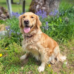 Olive - Golden Retriever