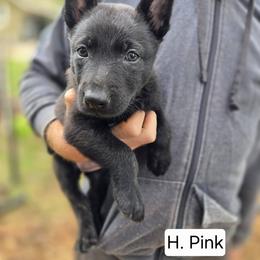 Hot Pink Collar Female - Gold brindle female Dutch Shepherd puppy in Dallas, Georgia from Bluestone Creek Dutch Shepherds