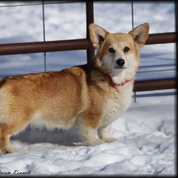 Bandi - Pembroke Welsh Corgi