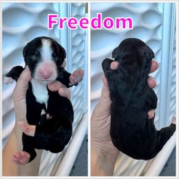 Freedom - Black and white female Bernedoodle puppy in Banner Elk, North Carolina from Walnut Tree Bernedoodles