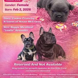 French Bulldog puppies from Von Darr Kennels