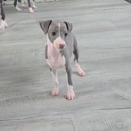 Bindi - Blue female Italian Greyhound puppy in Snow Camp, North Carolina from Integra Italian Greyhounds