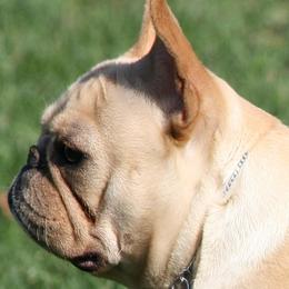 Fergie - French Bulldog