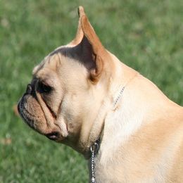 Fergie - French Bulldog