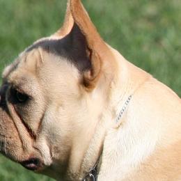 Fergie - French Bulldog