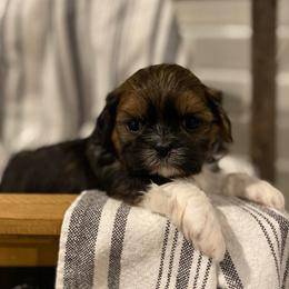 Rose - Black gold and white female Shih Tzu puppy in Lexington, North Carolina from SCS Shih Tzus