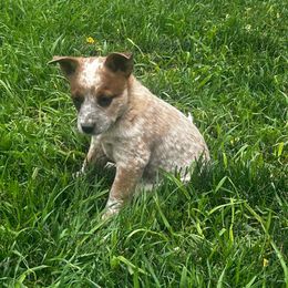 Crue - Red speckled male Australian Cattle Dog puppy in Mount Pleasant, Utah from Christensen Heelers and Labs