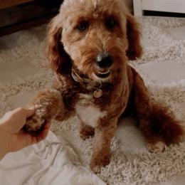 Nala - Goldendoodle