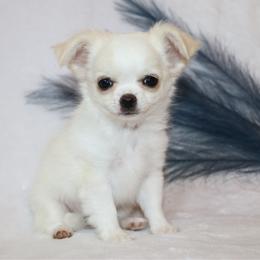 Slyvester - Cream and white male Chihuahua puppy in Wakarusa, Indiana from My Fuzzy Chihuahuas