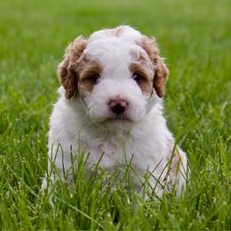 Sleepy - male Australian Mountain Doodle puppy in Decatur, Illinois from Signature Doodles