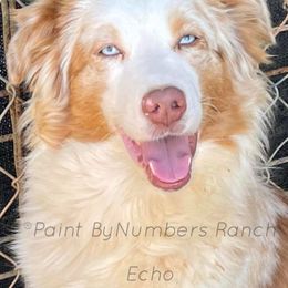 Echo - Australian Shepherd