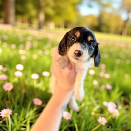 Dopey - Piebald male Dachshund puppy in Westport, Kentucky from Lonestar Creek Farm