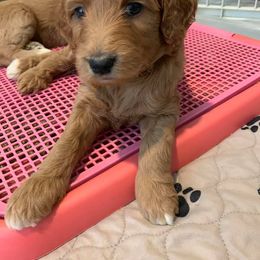 Goldendoodle Puppies from Drippin’ with Doodles