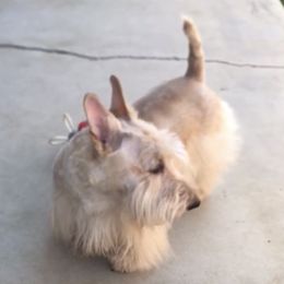Ginger - Scottish Terrier