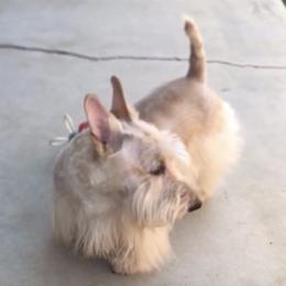 Ginger - Scottish Terrier