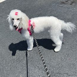 Cavapoos and Poodles from LOL Puppies