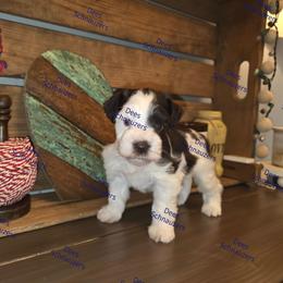 Cowboy - Parti male Miniature Schnauzer puppy in Crestview, Florida from Dees Schnauzers