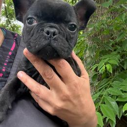 Tan Collar - Brindle male French Bulldog puppy in Eunice, Louisiana from 4J's Cajun Kennels
