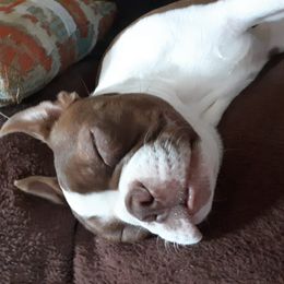 Boston Terrier Puppies from NanzBostz